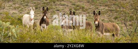 Wild Donkeys al Big Bend Ranch State Park, Texas Foto Stock