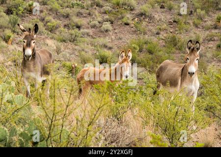 Wild Donkeys al Big Bend Ranch State Park, Texas Foto Stock