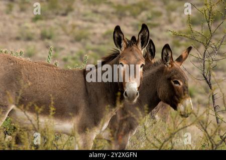 Wild Donkeys al Big Bend Ranch State Park, Texas Foto Stock