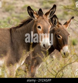 Wild Donkeys al Big Bend Ranch State Park, Texas Foto Stock