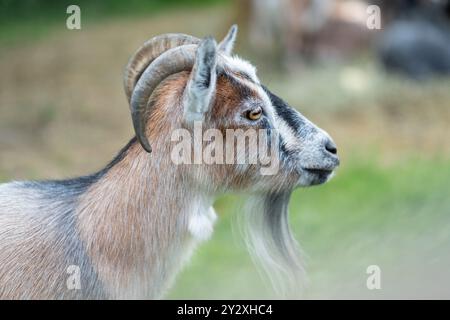 Un profilo laterale di una capra nello zoo di Tangen in Norvegia Foto Stock