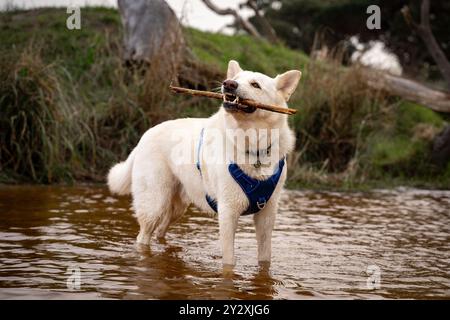 Un Jindo Dog coreano in piedi in acqua, che gioca con un bastone in una giornata di sole Foto Stock