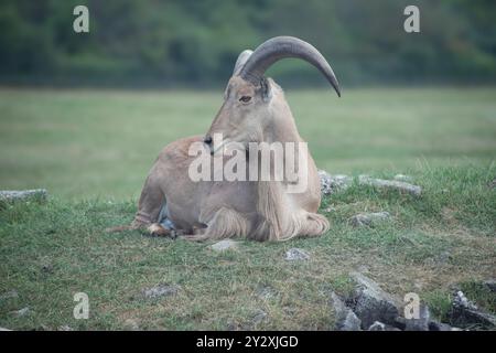 Una pecora barbaresca che riposa su un campo erboso con uno sfondo naturale sfocato Foto Stock