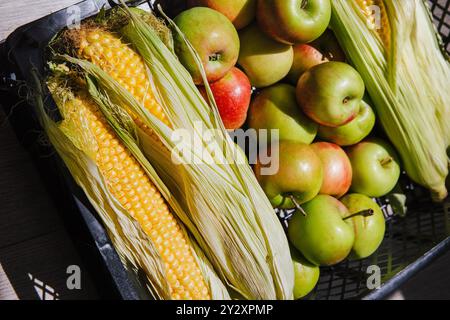 Il mais e le mele appena raccolte vengono conservati in una cassa nera, raccolta stagionale in autunno Foto Stock