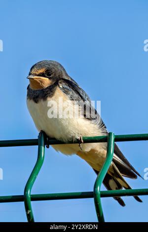 La rondine di fienile si nutre di insetti. Foto scattata al Father Collins Park, Dublino, Irlanda. Foto Stock