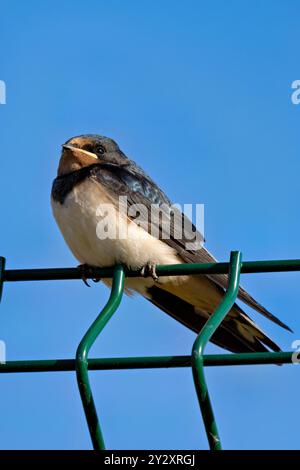 La rondine di fienile si nutre di insetti. Foto scattata al Father Collins Park, Dublino, Irlanda. Foto Stock