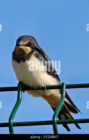 La rondine di fienile si nutre di insetti. Foto scattata al Father Collins Park, Dublino, Irlanda. Foto Stock