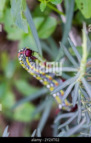 Maltese Spurga Hawkmoth Caterpillar (Hyles sammuti) si trova nella campagna delle isole maltesi mangiando foglie sulla pianta di sperone in autunno. Foto Stock