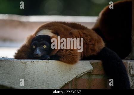 Un primo piano di un lembo rosso ripieno che poggia su una sporgenza in uno zoo con sfondo sfocato. Foto Stock