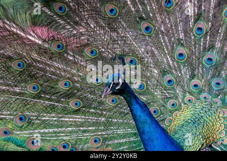 Un vibrante pavone che mostra le sue piume colorate in un lussureggiante ambiente esterno Foto Stock