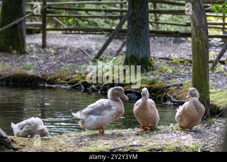 Un tranquillo laghetto con quattro anatre che riposano sul bordo dell'acqua. Le anatre sono di colore chiaro con piedi arancioni, circondate da lussureggiante vegetazione e tr Foto Stock