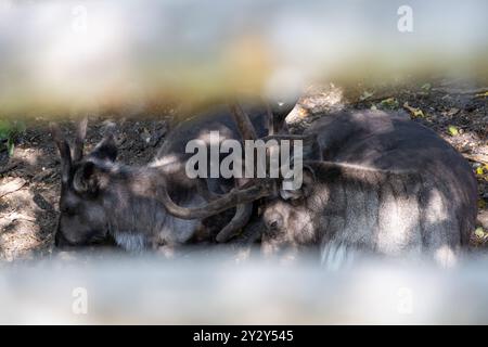 Due renne appoggiate a terra, parzialmente oscurate da una recinzione di legno. La scena è illuminata da luce solare e ombre, mostrando gli animali antle Foto Stock