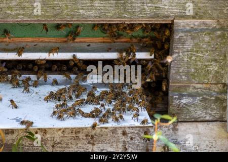 Una vista ravvicinata di un ingresso alveare pieno di api mellifere. Le api volano attivamente dentro e fuori, con molte raggruppate intorno all'entrata. La h Foto Stock