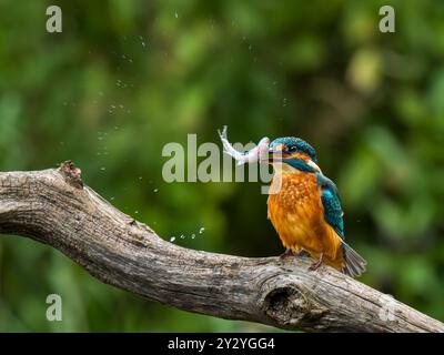 KingFisher pesci stupendi e creano un cerchio di goccioline d'acqua Foto Stock