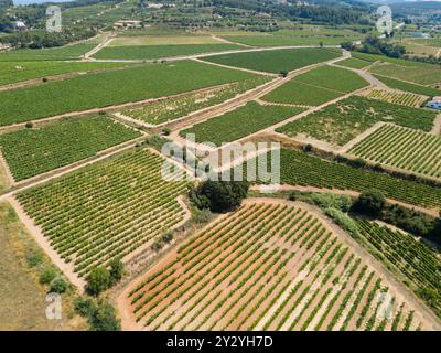 Vista aerea delle piantagioni di vigneti Foto Stock