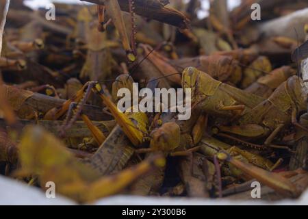 Valanga nigricornis. Un gruppo di cavallette brune è stato catturato nella foresta per il consumo Foto Stock