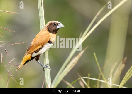 Un mannikin al petto di castagne arroccato sull'erba Foto Stock