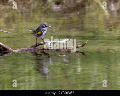 Myrtle Yellow-rumped Warbler a Fairbanks, Alaska Foto Stock