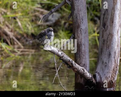 Myrtle Yellow-rumped Warbler a Fairbanks, Alaska Foto Stock