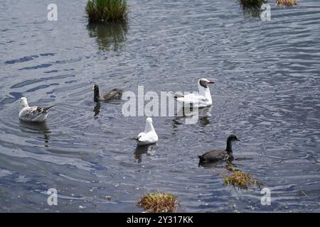 (240912) -- ABA, 12 settembre 2024 (Xinhua) -- questa foto scattata il 5 settembre 2024 mostra uccelli migratori nella riserva naturale nazionale delle paludi di Ruoergai, nella contea di Ruoergai di Aba nella prefettura autonoma tibetana-Qiang, nella provincia del Sichuan della Cina sud-occidentale. La riserva naturale nazionale delle paludi di Ruoergai è istituita per proteggere l'ecosistema delle paludi di torba locali e specie rare come la gru a collo nero. L'ambiente ecologico delle aree protette ha registrato un continuo miglioramento negli ultimi anni, in quanto il governo locale ha attuato misure sostanziali per il ripristino e la gestione ecologici. Il numero Foto Stock