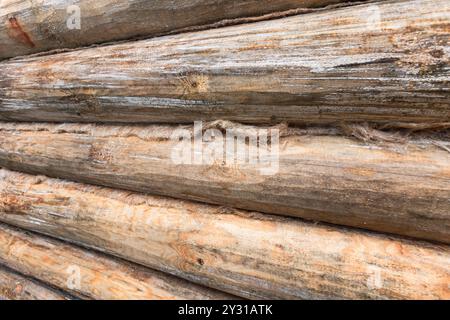 Nuova parete in legno fatta di tronchi di pino non colorati, vista prospettica, foto di sfondo Foto Stock