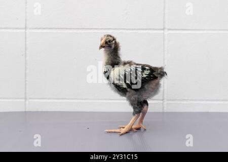 Black Chick è in piedi sul tavolo grigio viola con luce esterna. Foto Stock