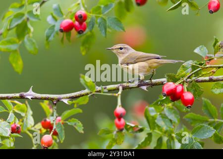 Chiffchaff Phylloscopus collybita, adulto arroccato tra cani rosa canina, con frutti di bosco, Suffolk, Inghilterra, settembre Foto Stock