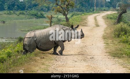 Un elegante rinoceronte singolo che attraversa la strada. I rinoceronti monocorna sono grandi erbivori che si trovano in India e Nepal. Foto Stock