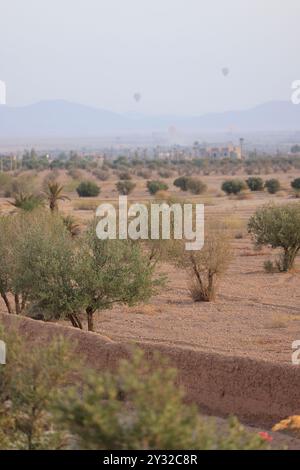 Olivi nella regione di Marrakech in Marocco. Marrakech, regione Marrakech-Safi, Marocco, Nord Africa. Credito: Foto di Hugo Martin/Alamy. Foto Stock