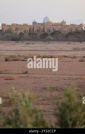 Olivi nella regione di Marrakech in Marocco. Marrakech, regione Marrakech-Safi, Marocco, Nord Africa. Credito: Foto di Hugo Martin/Alamy. Foto Stock