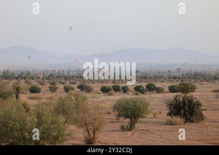 Olivi nella regione di Marrakech in Marocco. Marrakech, regione Marrakech-Safi, Marocco, Nord Africa. Credito: Foto di Hugo Martin/Alamy. Foto Stock