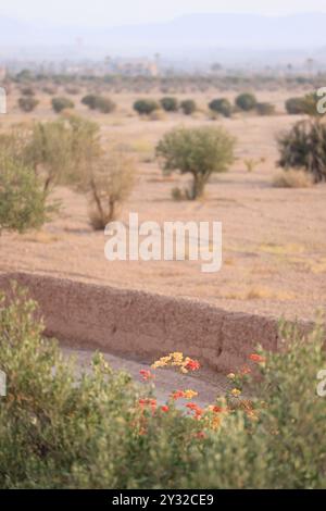 Olivi nella regione di Marrakech in Marocco. Marrakech, regione Marrakech-Safi, Marocco, Nord Africa. Credito: Foto di Hugo Martin/Alamy. Foto Stock