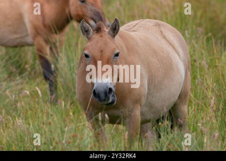 Cavallo di Przewalski, Equus ferus przewalskii, in un parco naturale naturale Foto Stock