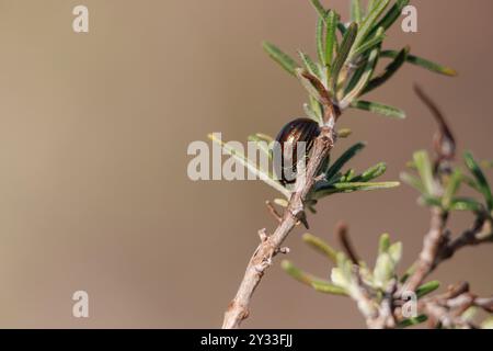 Scarabeo rosmarino Chrysolina americana su ramoscello rosmarino e spazio negativo, Alcoy, Spagna Foto Stock