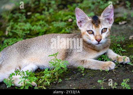 Gattino indiano che riposa a terra e guarda la fotocamera - girato da Sony Alpha 6400 Foto Stock