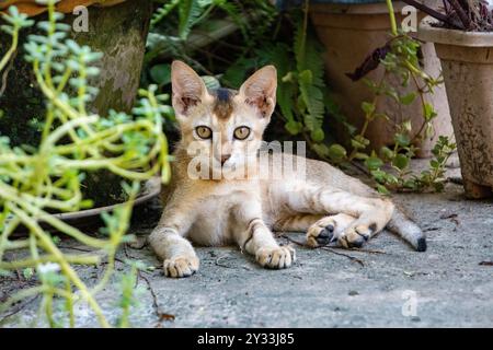 Carino gatto indiano che riposa e guarda la fotocamera 1 - girato da Sony Alpha 6400 Foto Stock