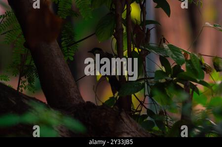 Silhouette di un uccello Bulbul dalla testa di Sooty sull'albero Foto Stock