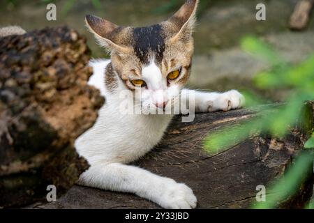 Bellissimo gatto indiano bianco che riposa in una foto di tronco 2 - fotocamera utilizzata Sony Alpha 6400 Foto Stock