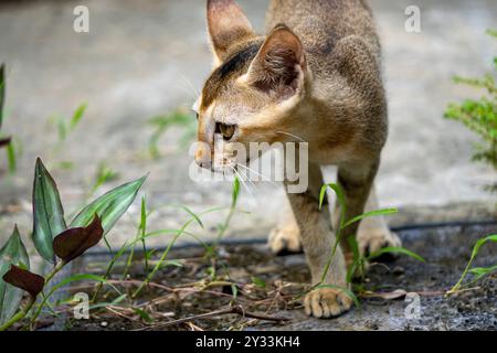 Gatto indiano che cammina senza notare la fotocamera - girato da Sony Alpha 6400 Foto Stock