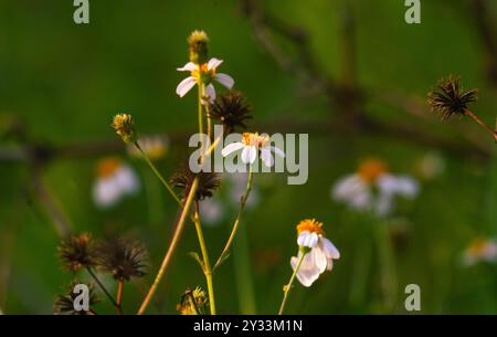 Vista dei fiori di Bidens alba che fioriscono con uno sfondo sfocato nella natura. uno dei fiori che piace alle api e alle farfalle. Foto Stock