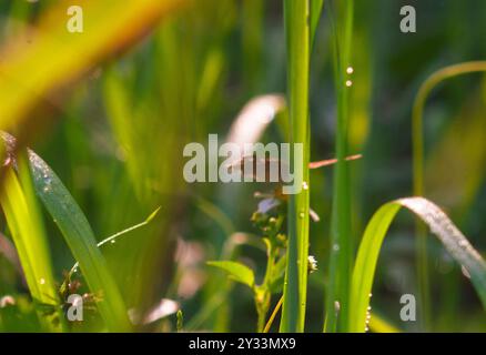 Una farfalla nera con il nome scientifico Hypolimnas bolina appollaiata su un fiore Foto Stock