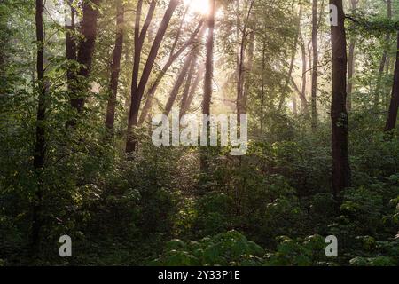 La luce del sole scorre attraverso gli alberi in una fitta foresta, creando un'atmosfera serena e tranquilla. Foto Stock