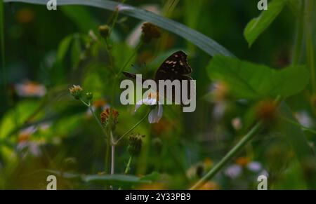 Una farfalla nera con il nome scientifico Hypolimnas bolina appollaiata su un fiore Foto Stock