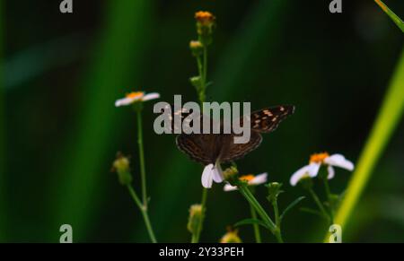 Una farfalla nera con il nome scientifico Hypolimnas bolina appollaiata su un fiore Foto Stock