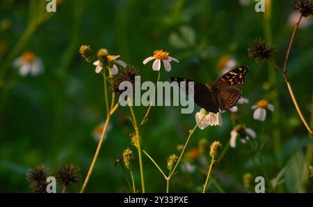 Una farfalla nera con il nome scientifico Hypolimnas bolina appollaiata su un fiore Foto Stock