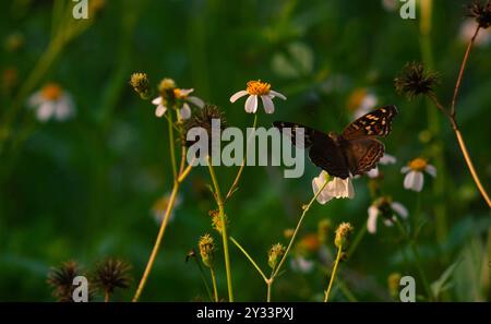 Una farfalla nera con il nome scientifico Hypolimnas bolina appollaiata su un fiore Foto Stock