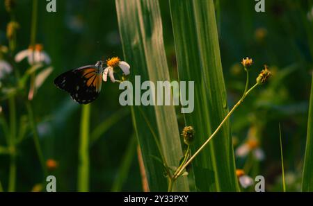 farfalla con una combinazione di nero, bianco e giallo. farfalla in cerca di nettare. Foto Stock