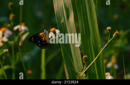 farfalla con una combinazione di nero, bianco e giallo. farfalla in cerca di nettare. Foto Stock