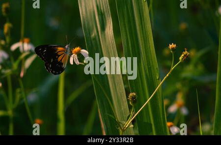 farfalla con una combinazione di nero, bianco e giallo. farfalla in cerca di nettare. Foto Stock