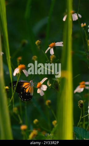 farfalla con una combinazione di nero, bianco e giallo. farfalla in cerca di nettare. Foto Stock